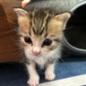 保護猫ラオと不器用男。@「こねこのがっこう」ミルクボランティア's profile picture