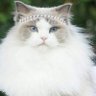 Profilbild von RNat 1963