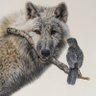 Profilbild von Plagijat