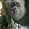 jhog's profile picture