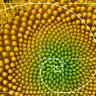 Fibonacci Maximo profil fotoğrafı