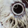 amalgamatomaton's profile picture