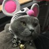 リョウ・老梁's profile picture