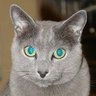 つぐひろ🥀🐈⬛'s profile picture