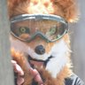 Profilbild von ほこぎつね