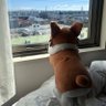 yuki🐶's profile picture