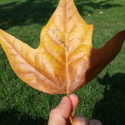 _azizem's profile picture