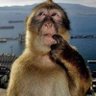 Profilbild von TheGoober