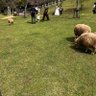 ちゃん 的头像