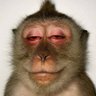 Bush's profile picture