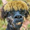 Serieux 🇲🇱🇲🇱 的头像