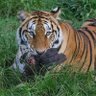 BAagH(Tiger) BD🐯's profile picture
