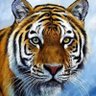 النمر profil fotoğrafı