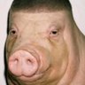 AmericanBacon's profile picture