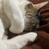 Фото профиля 猫の夜会