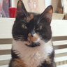Hazel Rowena Love profil fotoğrafı