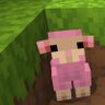 Card tomato's profile picture