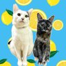Profilbild von まろこま🍋