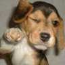 astuborglok's profile picture