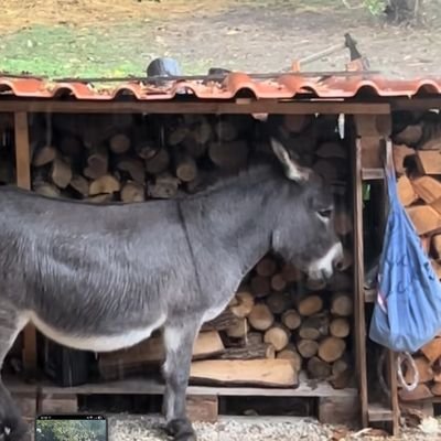 γαϊδούρι's profile picture