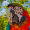 Rico Bird profil fotoğrafı