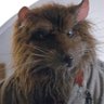 Wolftever River Rat's profile picture