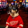 Profilbild von MarleyKnowsBall