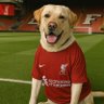 LukeLFC95 profil fotoğrafı