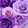 Profilbild von PurpleRoses