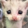 Profilbild von On my life I'm not a bot