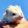 Profilbild von Yokoyama🦔