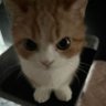 Inkariukas's profile picture