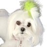 Фото профиля Missy Maltese