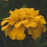 OKRRONI profil fotoğrafı