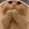 kiwi profil fotoğrafı