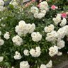 Фото профиля yasuko