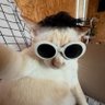 Profilbild von 叫猫咪