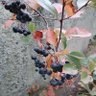 Mate Matic profil fotoğrafı
