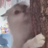 MeeMian's profile picture
