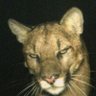 WALK's profile picture