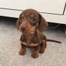 LeeereSnoppy profil fotoğrafı