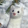 jason (solo ameteaur Game dev)'s profile picture