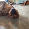 Profilbild von Scooby