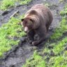 Bear profil fotoğrafı