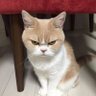 Javiecitocito profil fotoğrafı