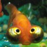 Profilbild von a goldfish