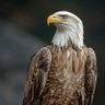 عقاب🦅's profile picture