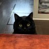 かばしまゆたか 的头像