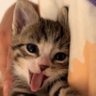 吳枝 profil fotoğrafı