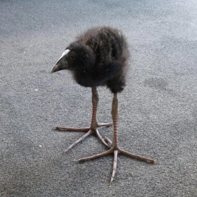 pukeko's profile picture